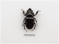 藏品(鬼艷鍬形蟲)的圖片